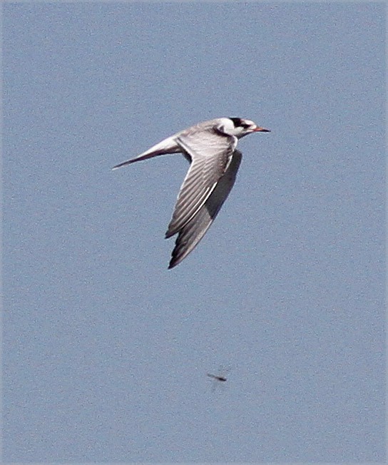 Common Tern - Bill Maynard