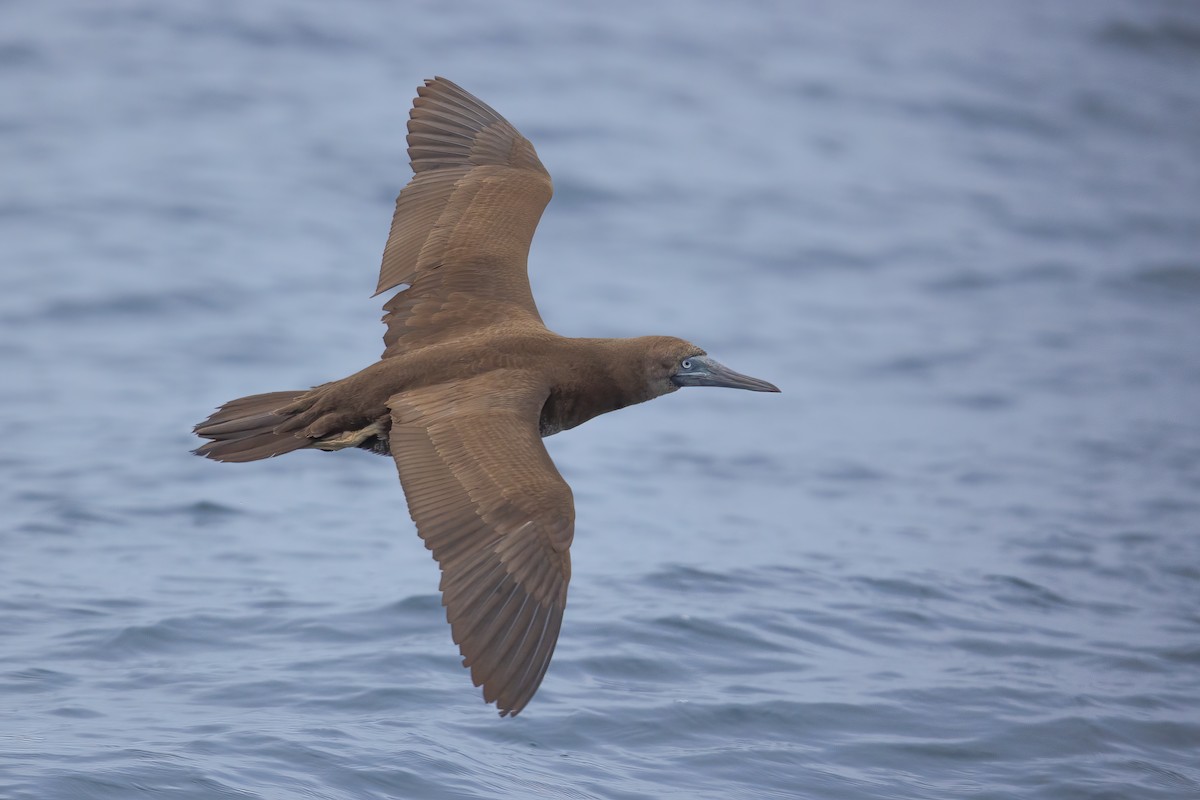 Brown Booby - ML466612941