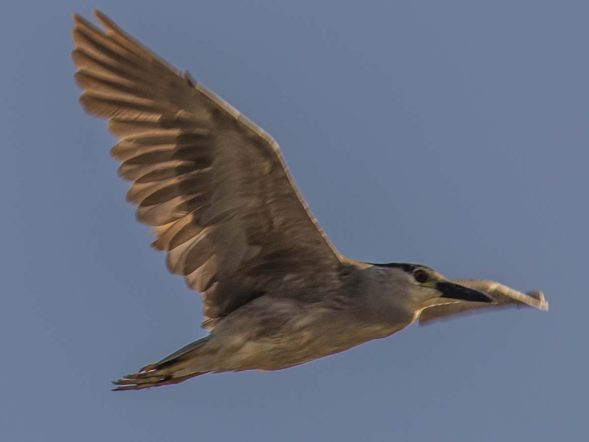 Black-crowned Night Heron - Mark Plessner