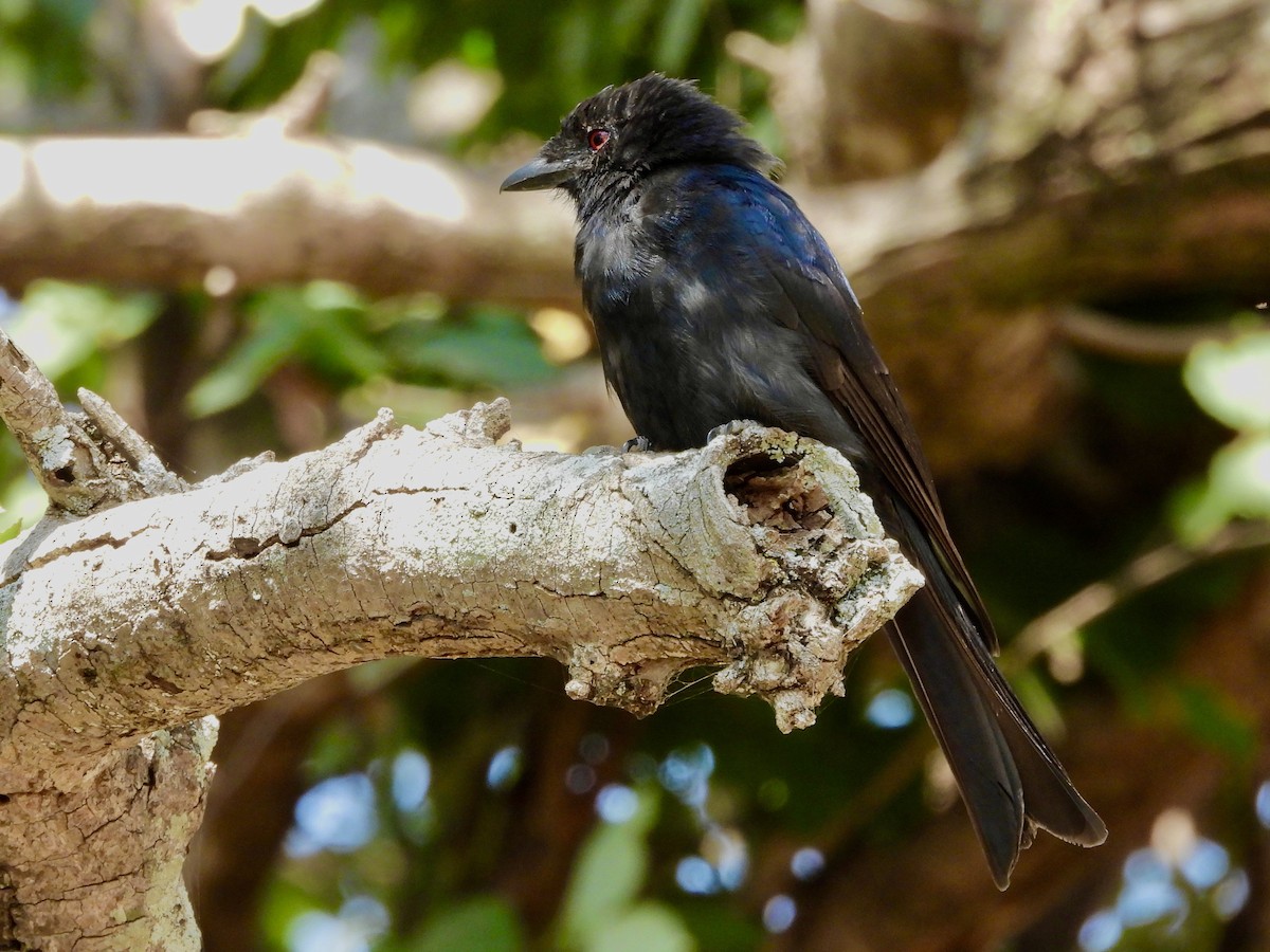Fork-tailed Drongo - ML466614091