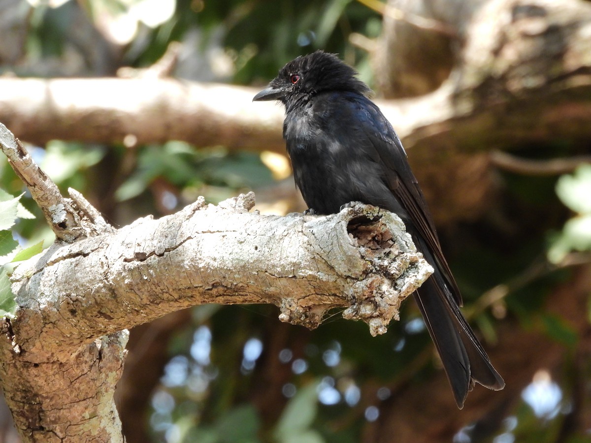 Fork-tailed Drongo - ML466614101