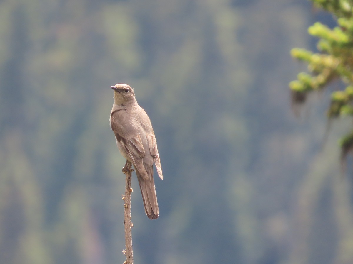 Townsend's Solitaire - ML466614671