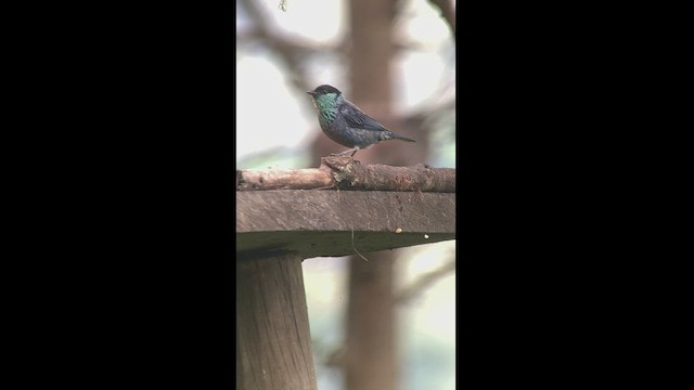 Black-capped Tanager - ML466615821
