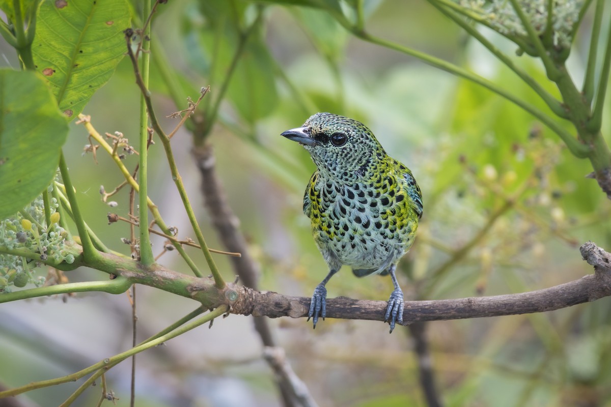 Spotted Tanager - ML466615941