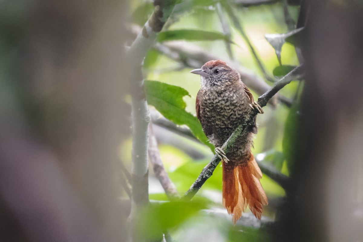 Scaled Spinetail - ML466616811