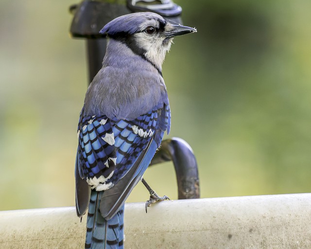 Blue Jay - Vermont eBird