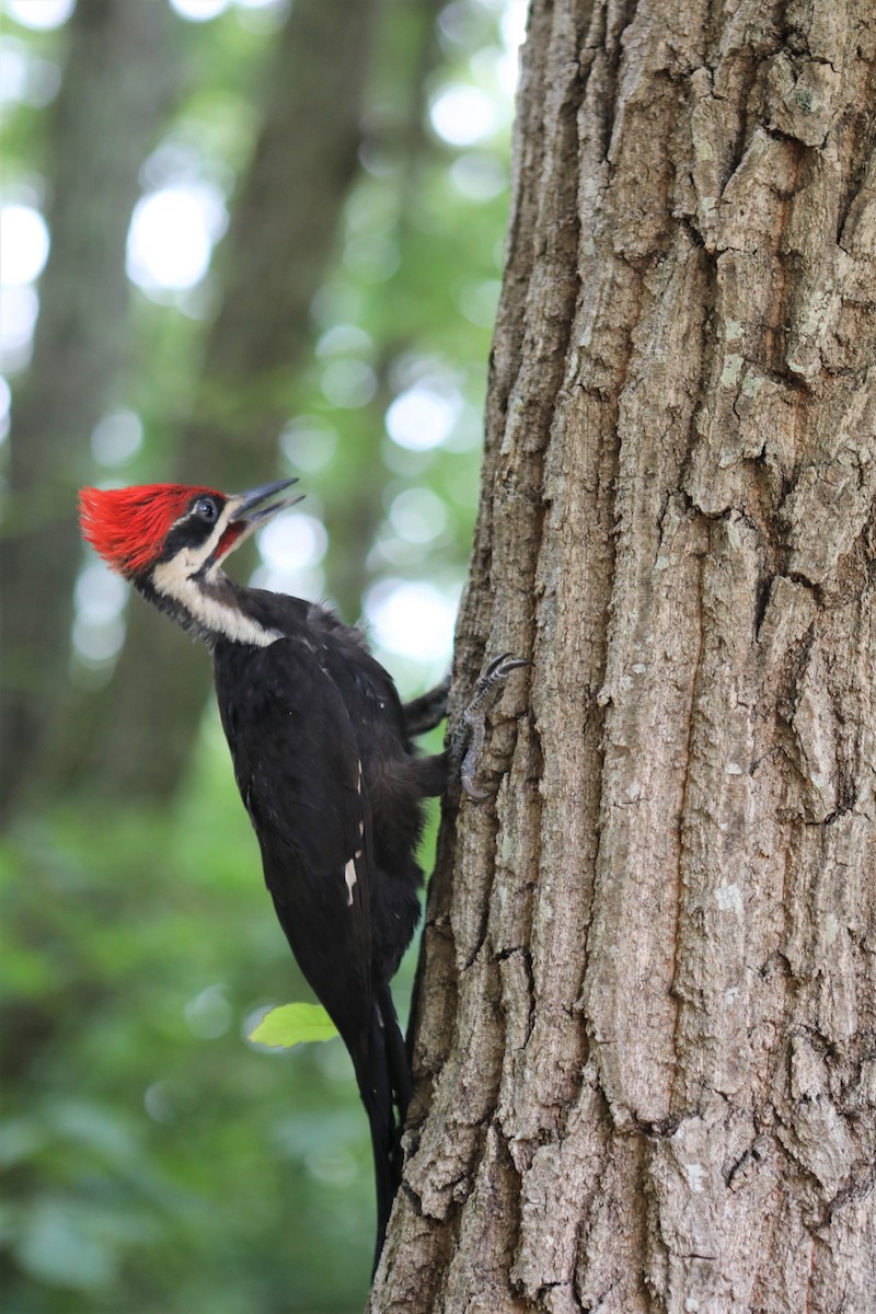 Pileated Woodpecker - ML466621821