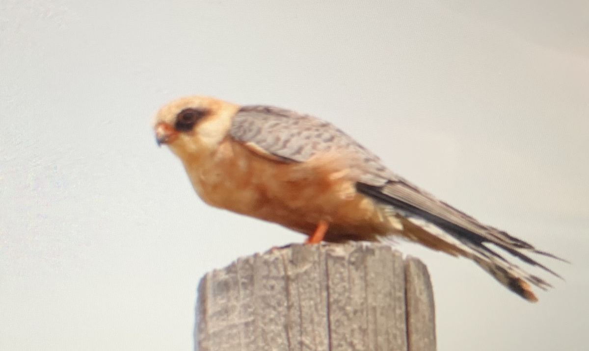 Red-footed Falcon - Juan van den Heever