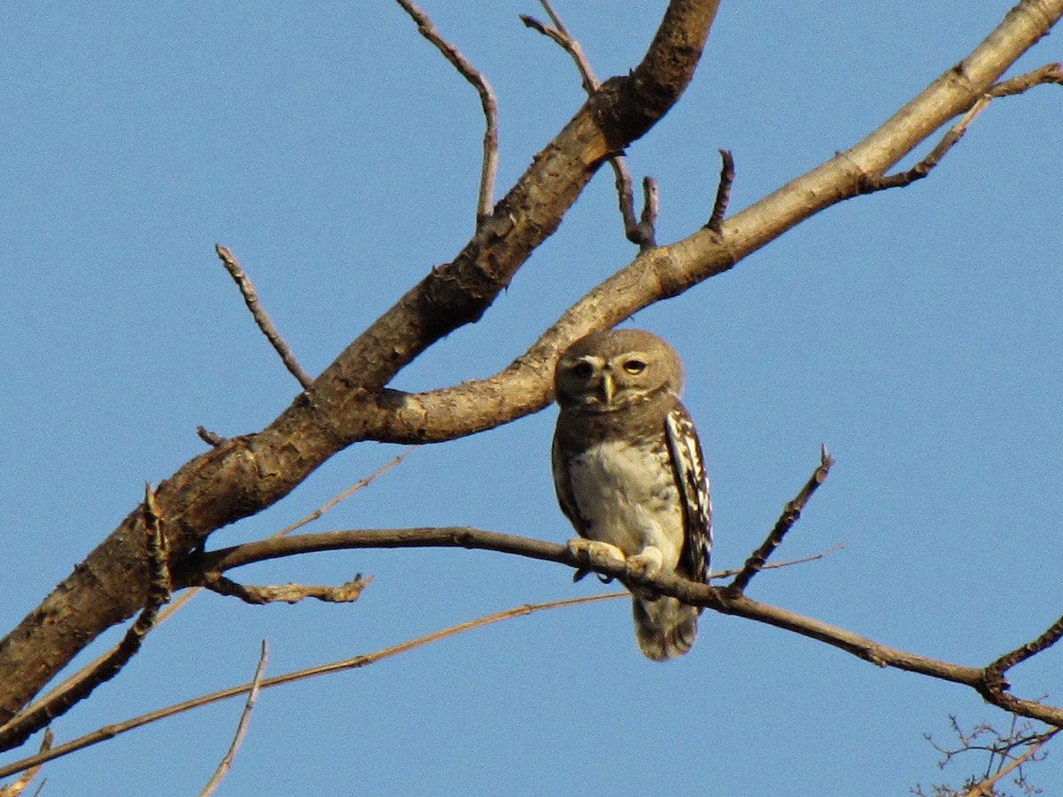 Forest Owlet - Sahas Barve