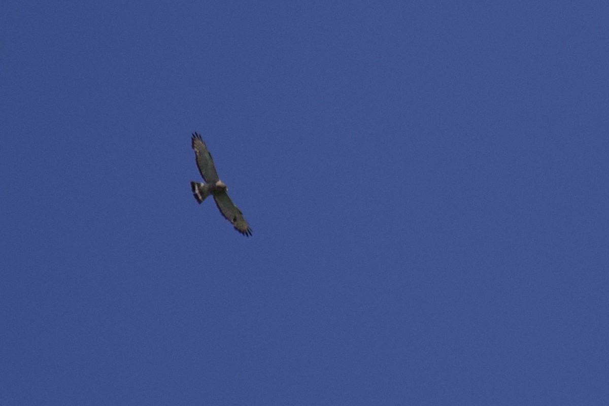 Broad-winged Hawk - ML466634041