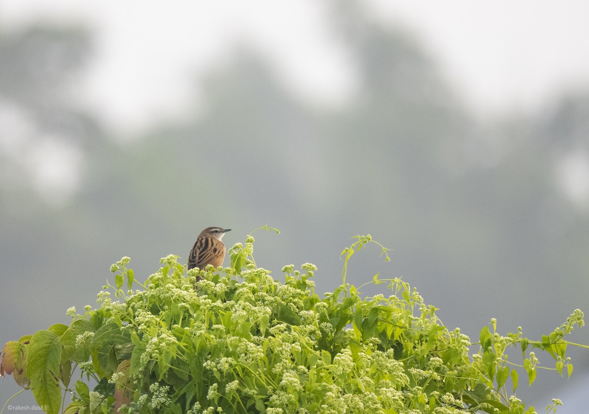 Striated Grassbird - Rakesh Das