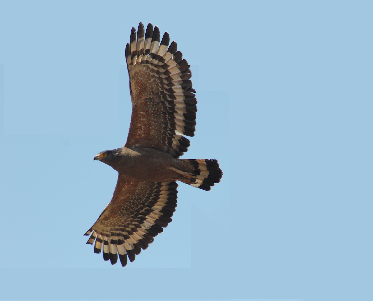Crested Serpent-Eagle - ML46663811