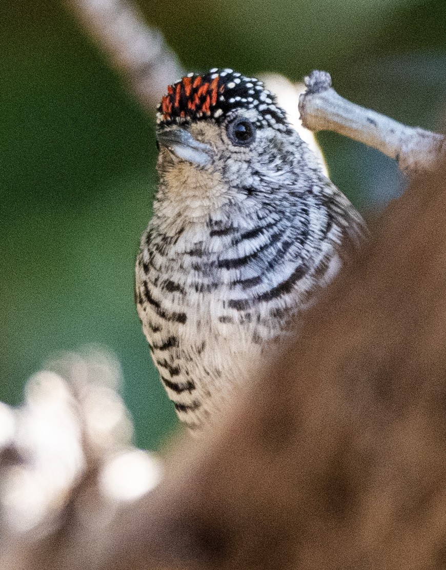 White-barred Piculet - ML466639081