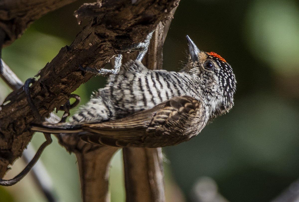 White-barred Piculet - ML466639101