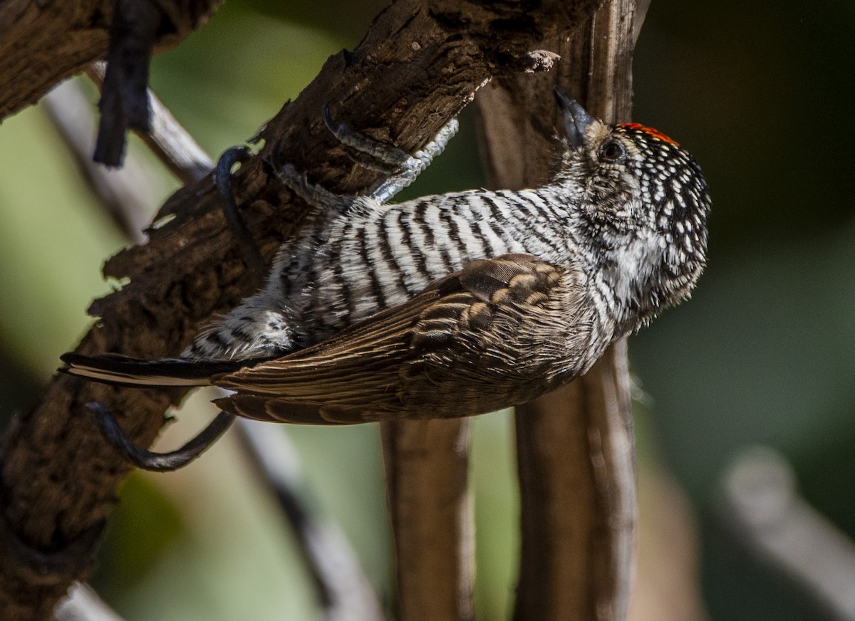 White-barred Piculet - ML466639131