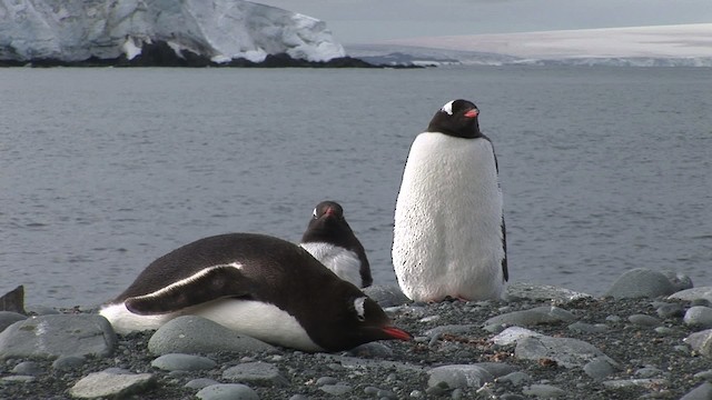  - Gentoo Penguin