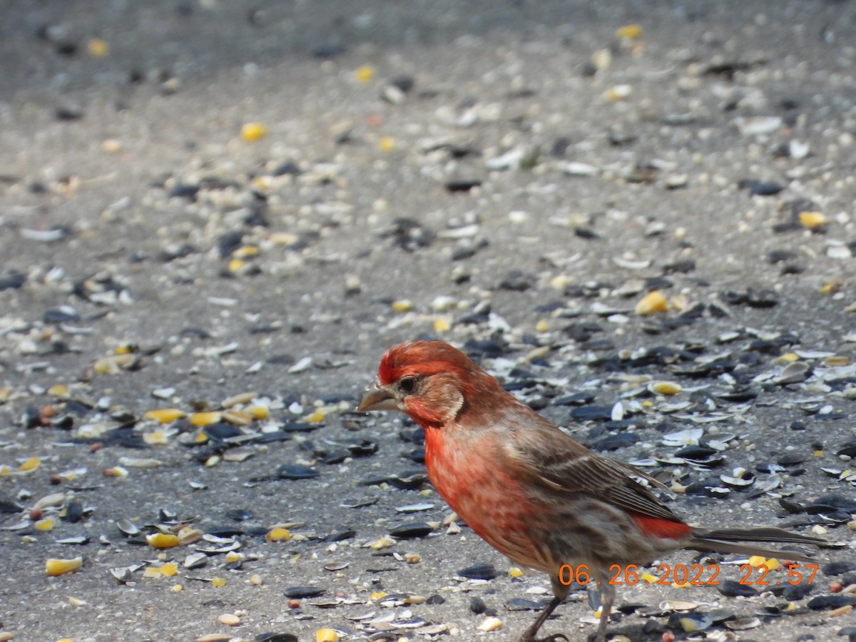 House Finch - Shadia Constantine