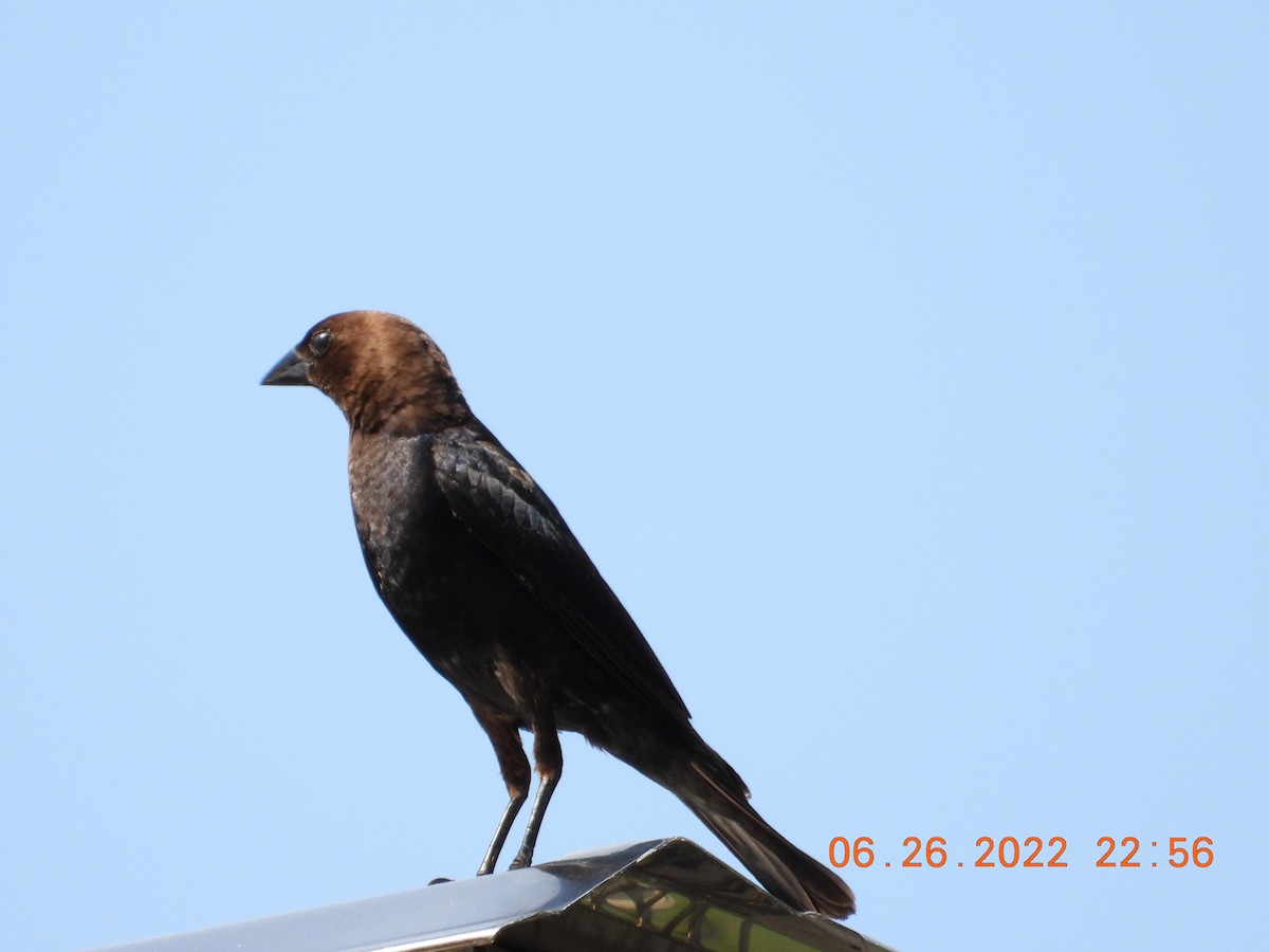 Brown-headed Cowbird - ML466651321