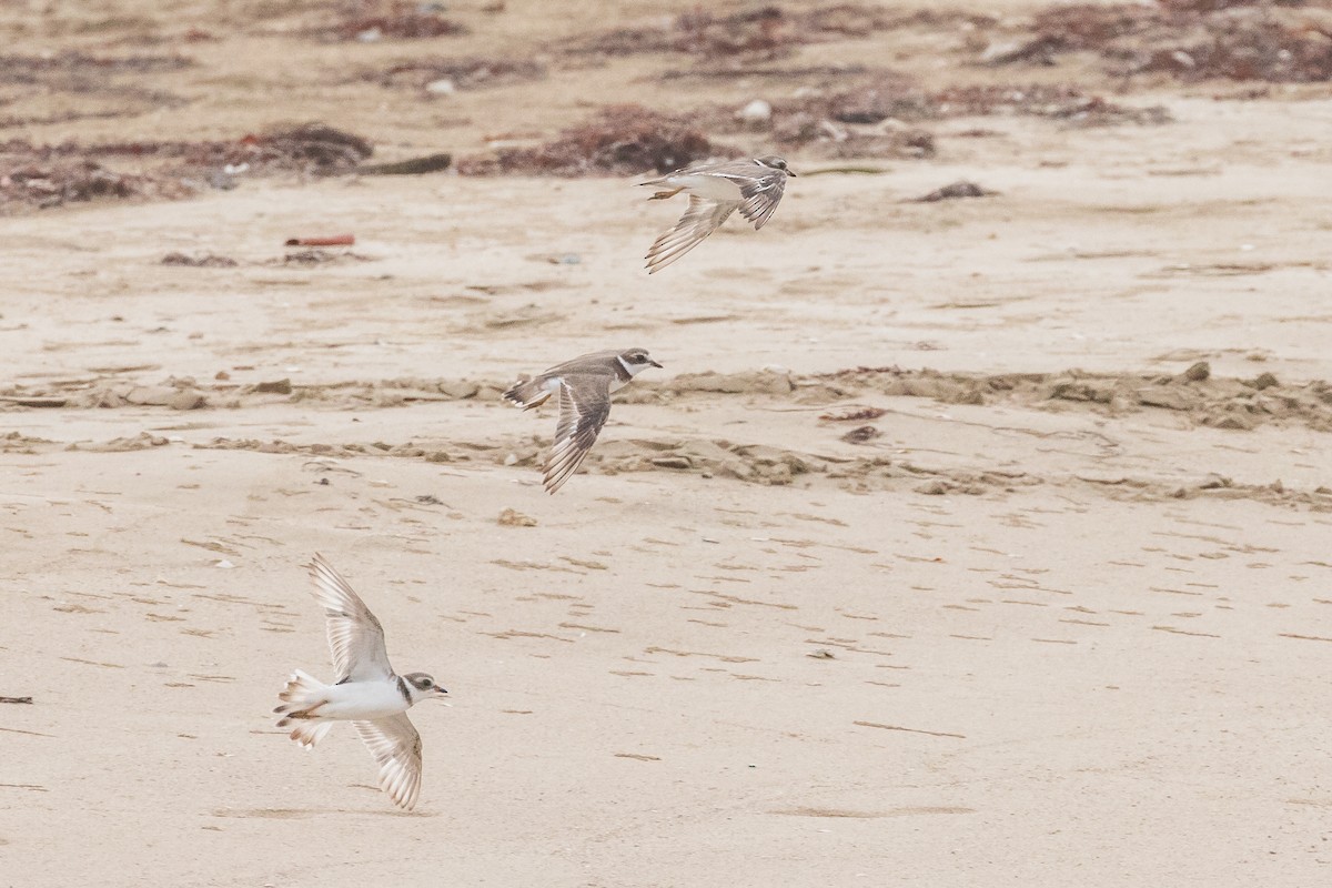 Semipalmated Plover - ML466651581