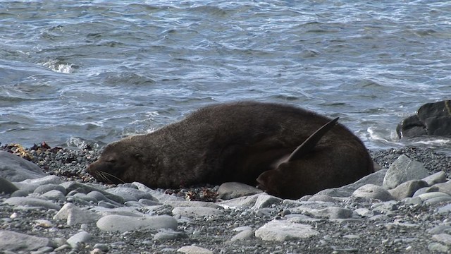 Antarctic Fur Seal - ML466652
