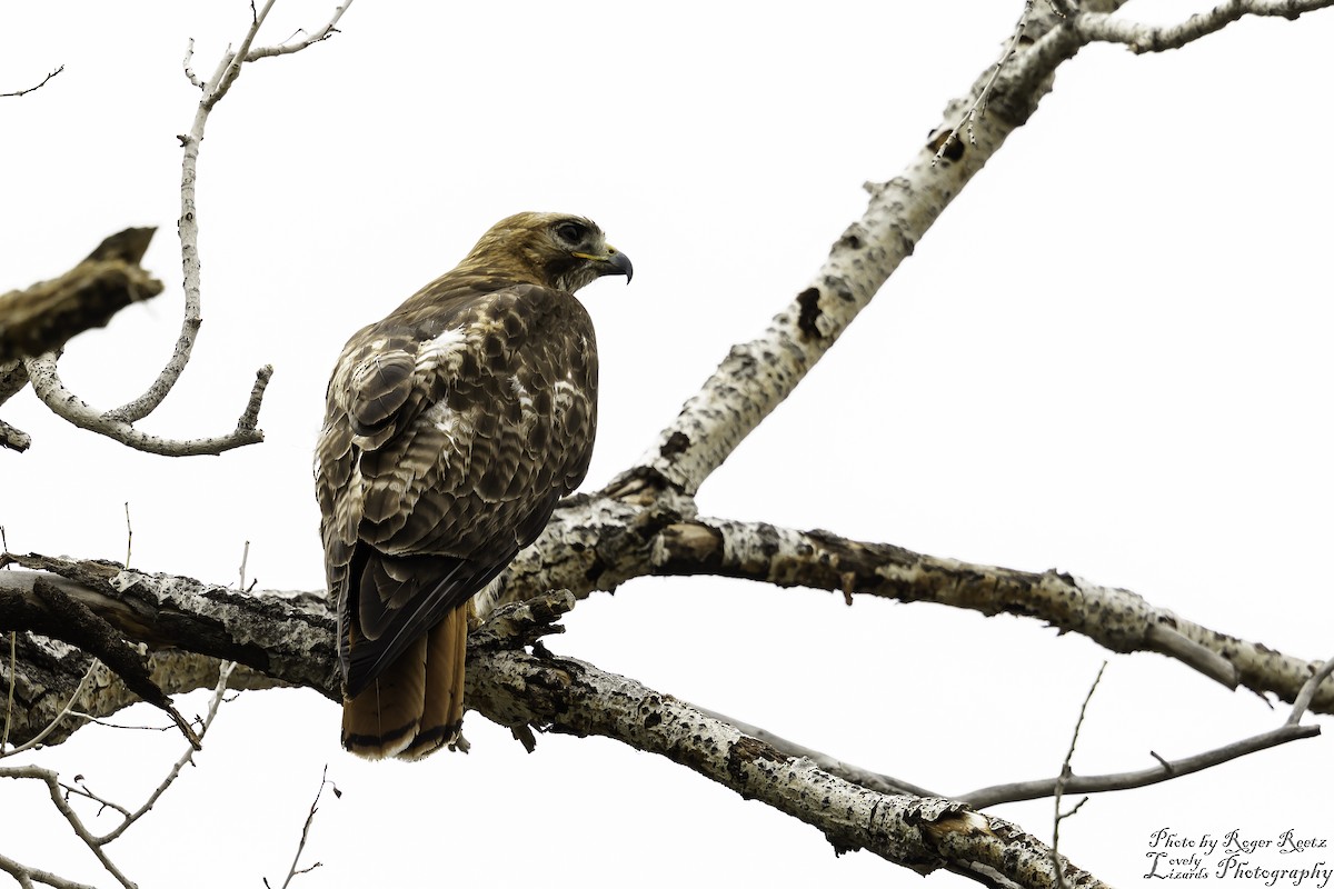 Red-tailed Hawk - ML466654151