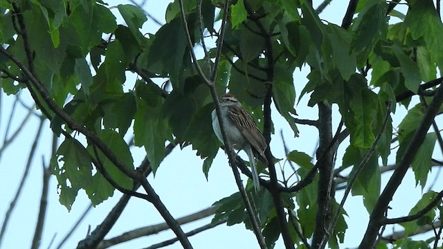 Chipping Sparrow - ML466656291