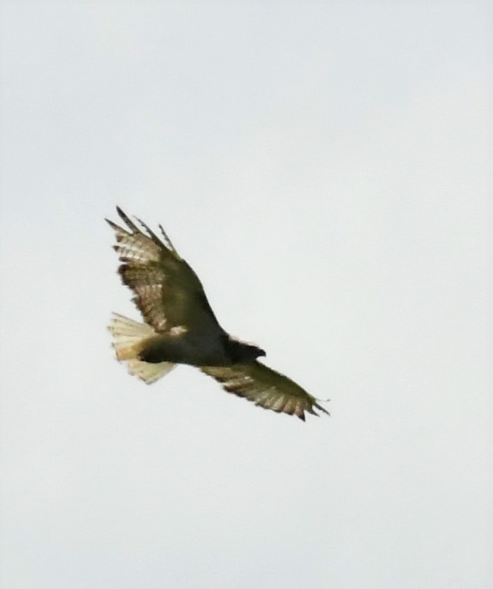 Red-tailed Hawk (Krider's) - ML466658311