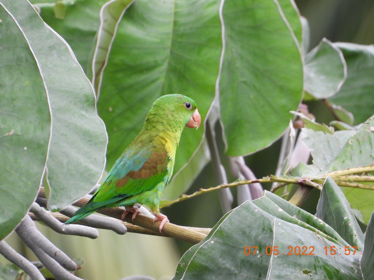 Orange-chinned Parakeet - Shadia Constantine