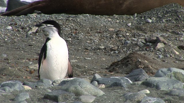 Пінгвін антарктичний - ML466660