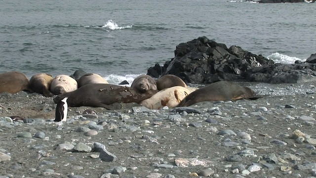 Southern Elephant Seal - ML466661