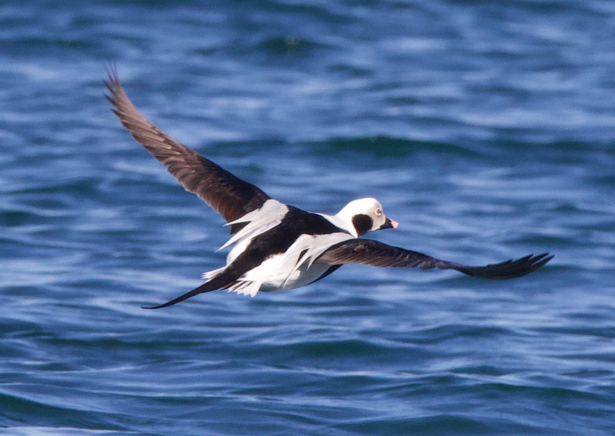 Long-tailed Duck - ML466662301