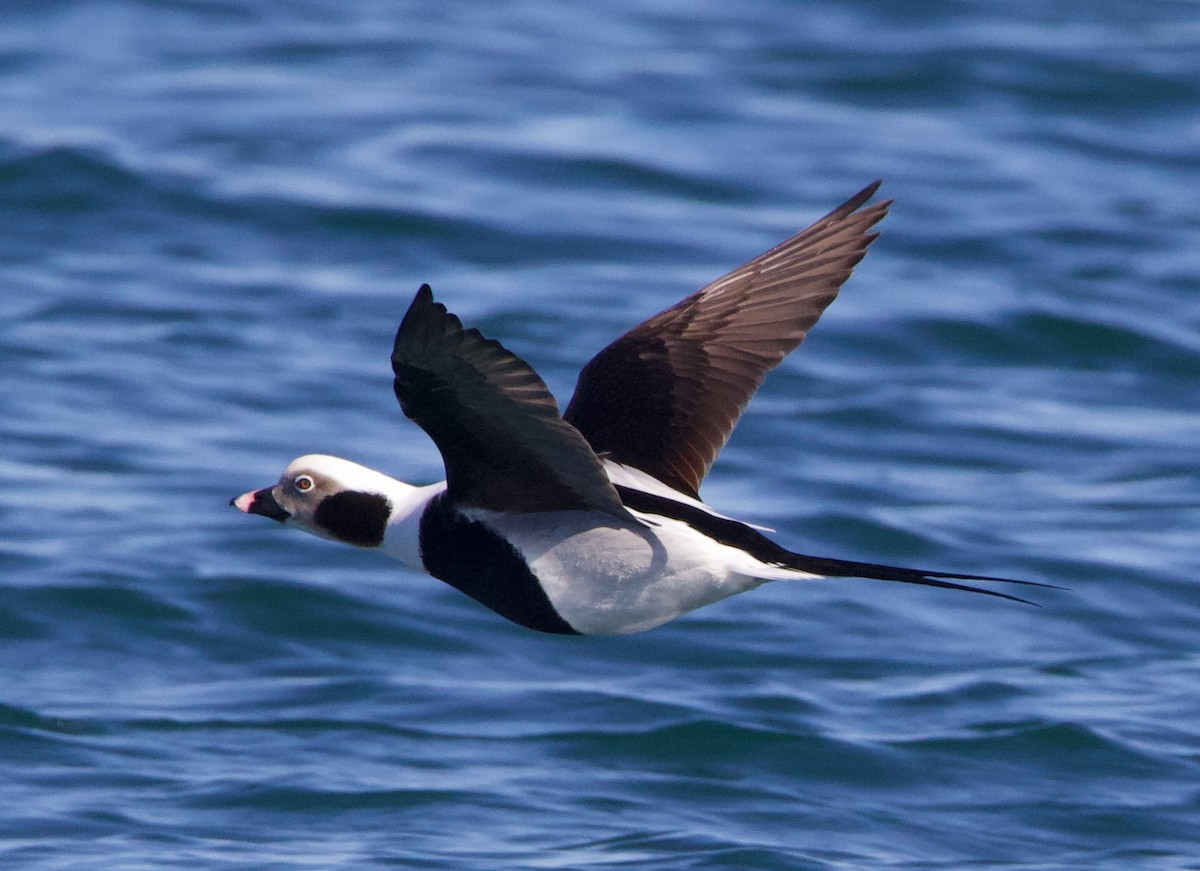 Long-tailed Duck - ML466662321