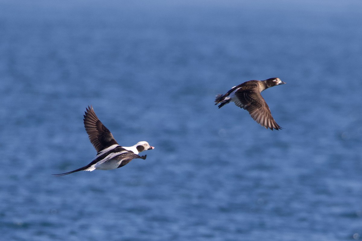 Long-tailed Duck - ML466662331