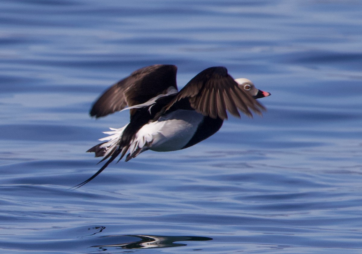Long-tailed Duck - ML466662771