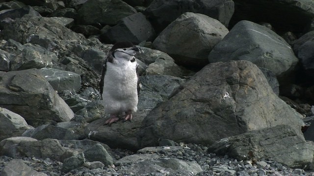 Pingüino Barbijo - ML466664