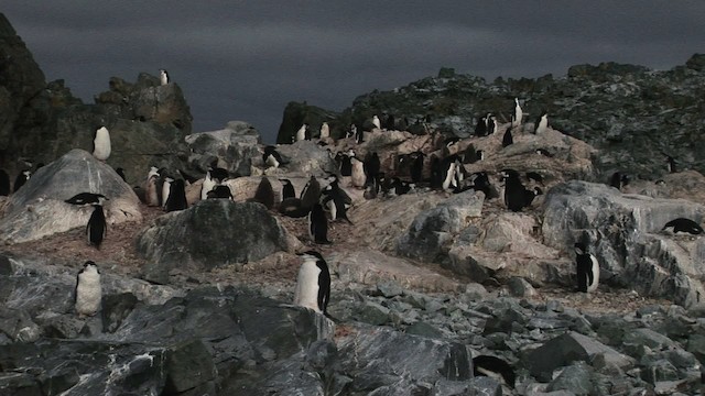 Пінгвін антарктичний - ML466665