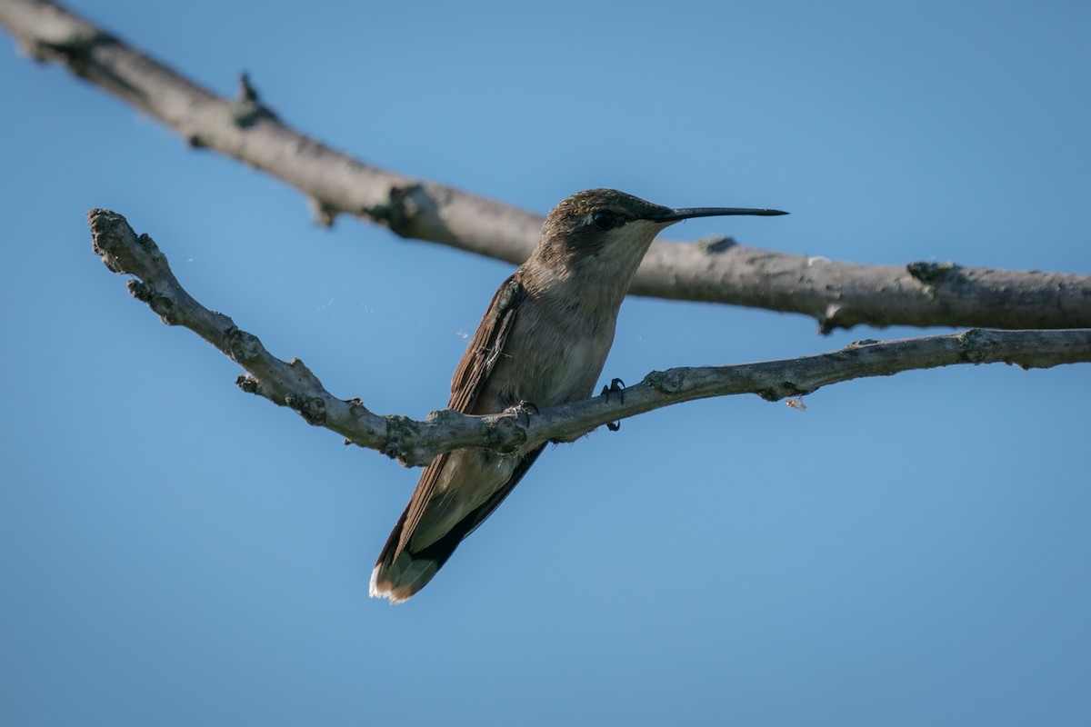 Ruby-throated Hummingbird - Rick Wilhoit
