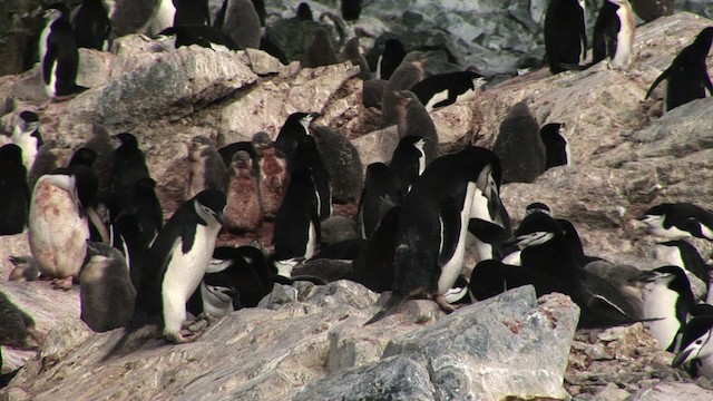 Пінгвін антарктичний - ML466666