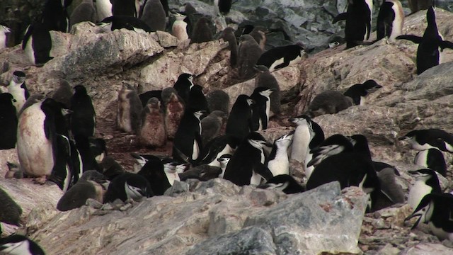 Пінгвін антарктичний - ML466667