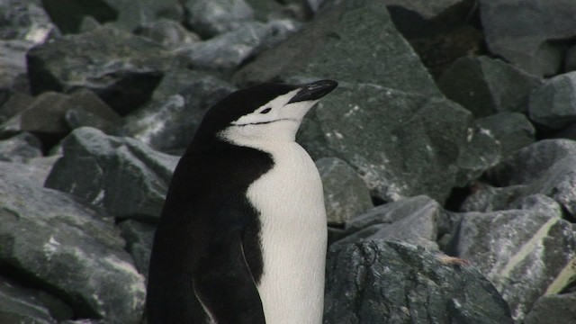 Антарктический пингвин - ML466668