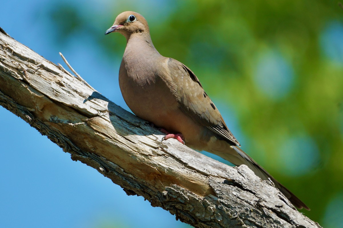 Mourning Dove - Laura Sisitzky