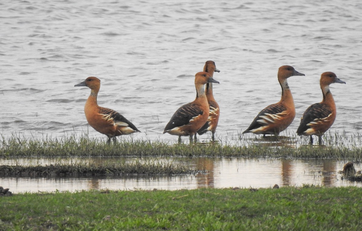 Fulvous Whistling-Duck - ML466668231