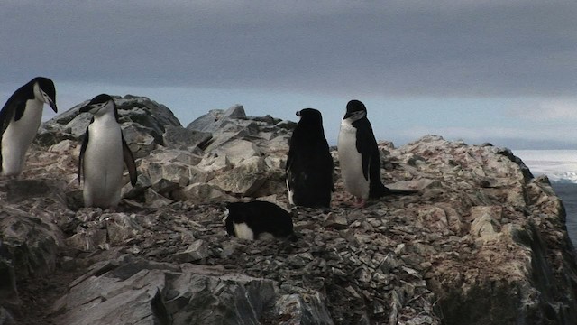 Пінгвін антарктичний - ML466669