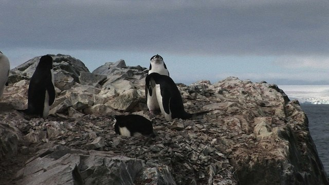 Пінгвін антарктичний - ML466670