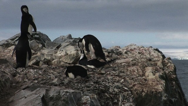 Пінгвін антарктичний - ML466671