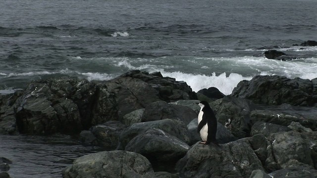 Антарктический пингвин - ML466672