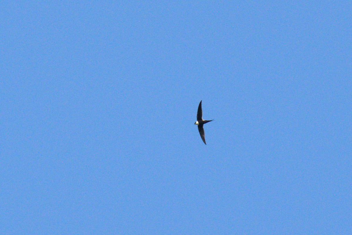 Great Swallow-tailed Swift - ML466672781