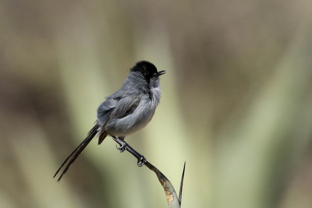 Black-tailed Gnatcatcher - eBird