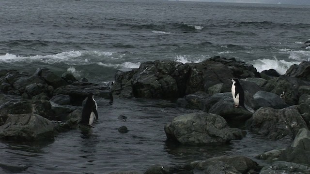 Пінгвін антарктичний - ML466673