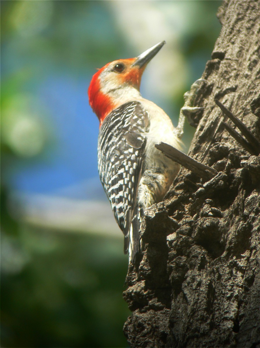 Red-bellied Woodpecker - Bill Maynard